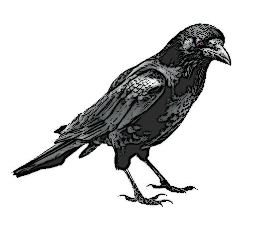 Black and white illustration from the visual world of Pigeons