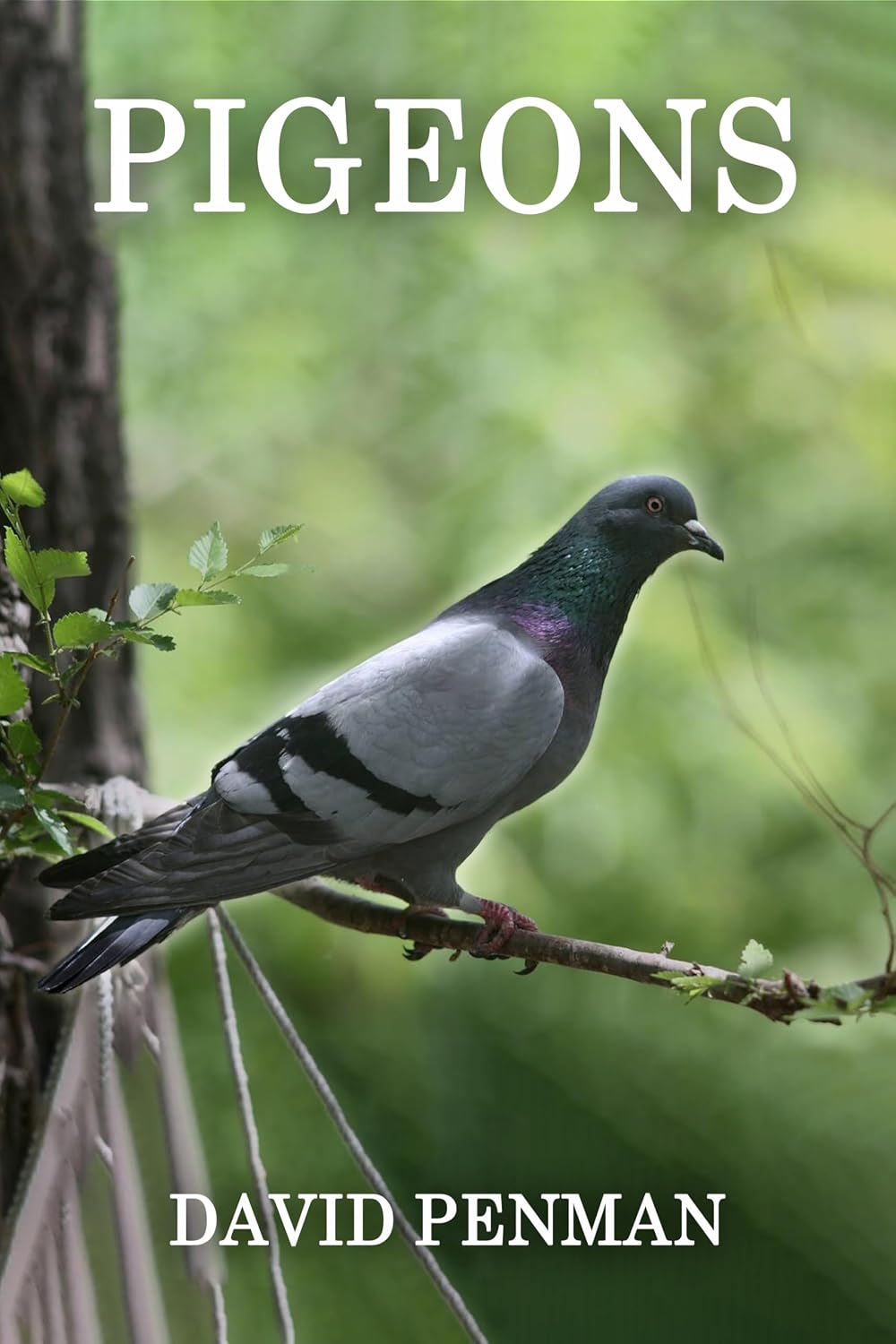 Pigeons, Mister & Miss cover